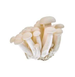 cogumelo shimeji branco